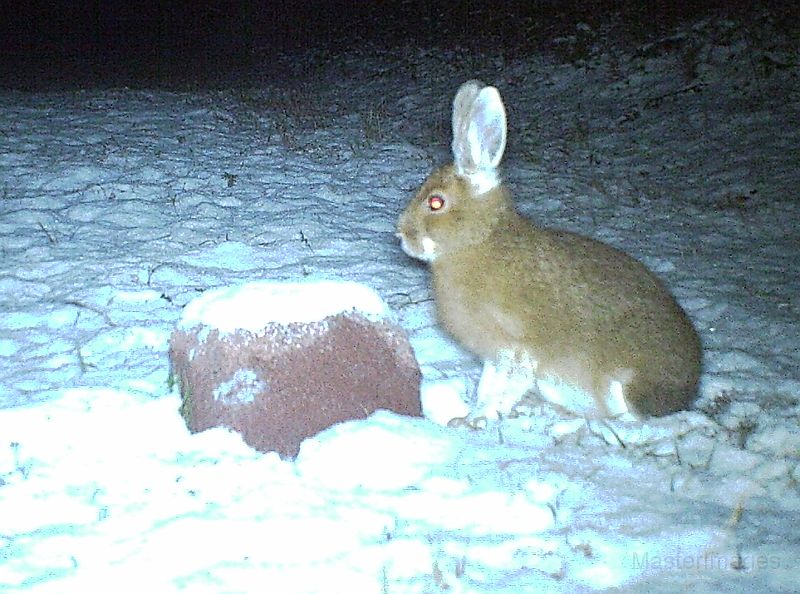 SnowshoeHare_112111_0212hrs.jpg - Snowshoe Hare (Lepus americanus)